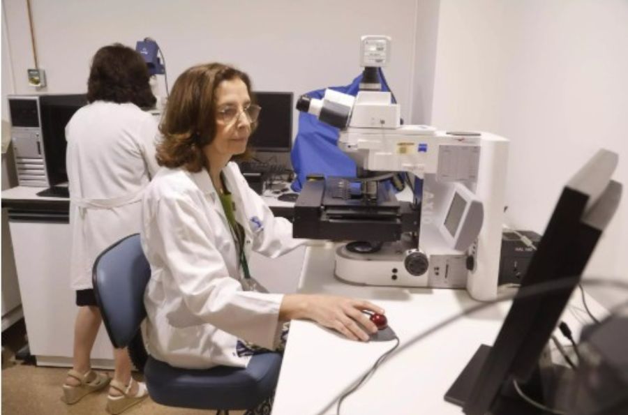 fecundación in vitro